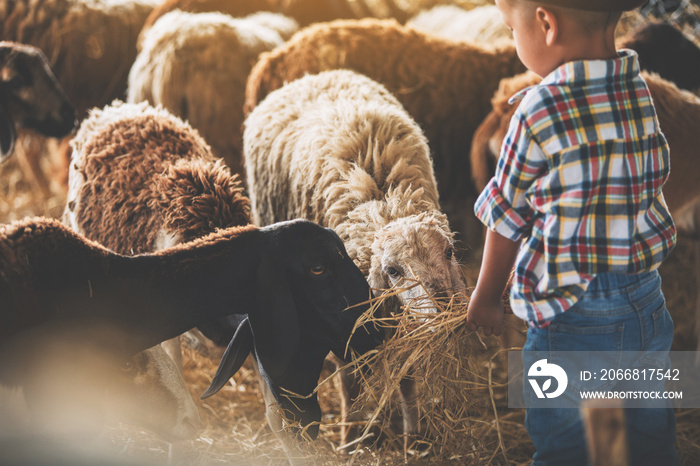 father and son in sheep farm;  Farmers take care and feed the animals on the farm.sheep and goat in countryside farm