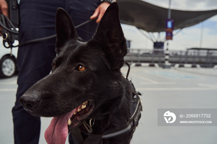 Police detection dog on duty with security officer at airport