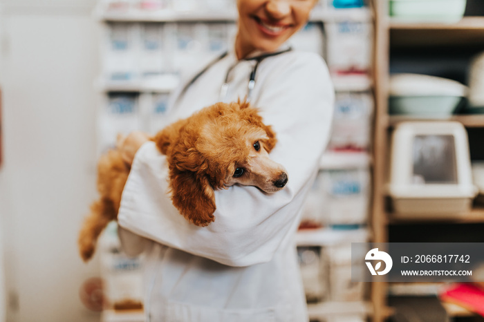 Happy and smiled middle age veterinarian woman standing in pet shop and holding cute miniature red poodle while looking at camera.