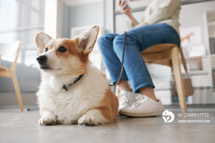 Cute welsh pembroke corgi pet with collar on neck waiting for vet doctor