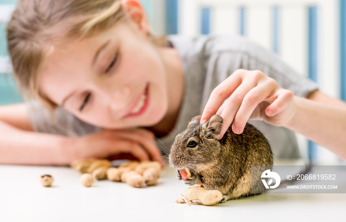 Young girl playing with cute chilean degu squirrel.