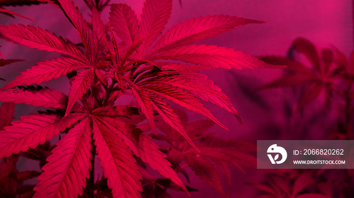 beautiful marijuana plants under LED light.cannabis leaves in trend colors