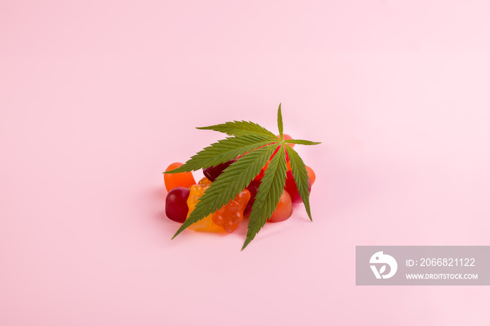 Gummy bears made of Cannabis Medical Marijuana with fresh green leaf of Cannabis against pink background. CBD and THC medical product.