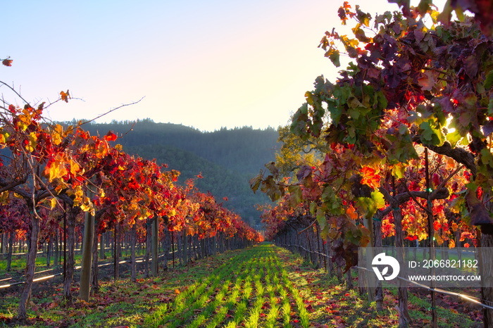 The colorful Autumn colors in a vineyard