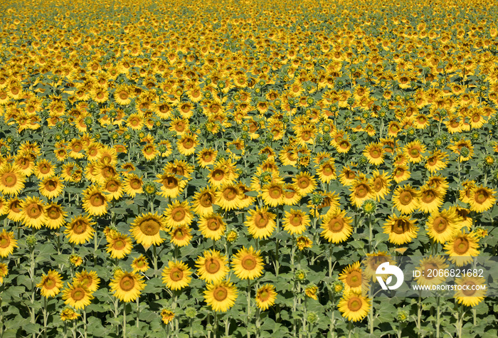 Sunflowers field near Arles  in Provence, France