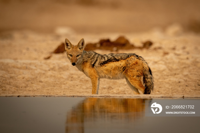 Black-backed jackal stands eyeing camera by waterhole