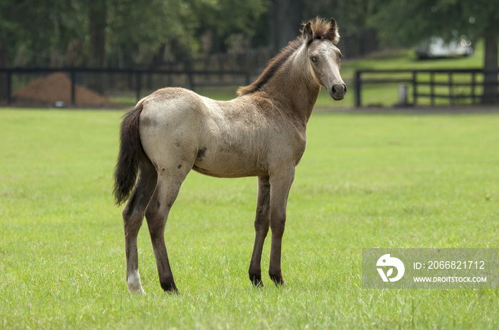 Paso Fino Horse colt