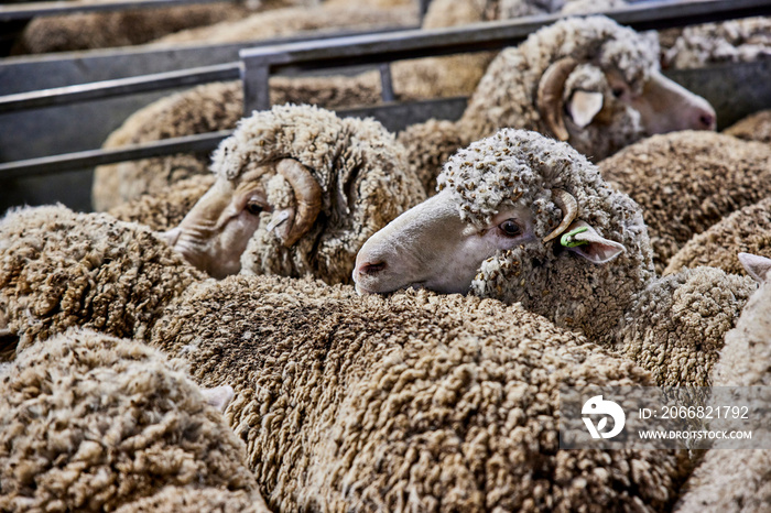 Sheep shearing