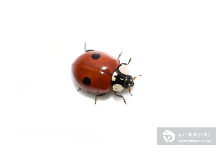 Two-spotted ladybird Adalia bipunctata isolated on white background