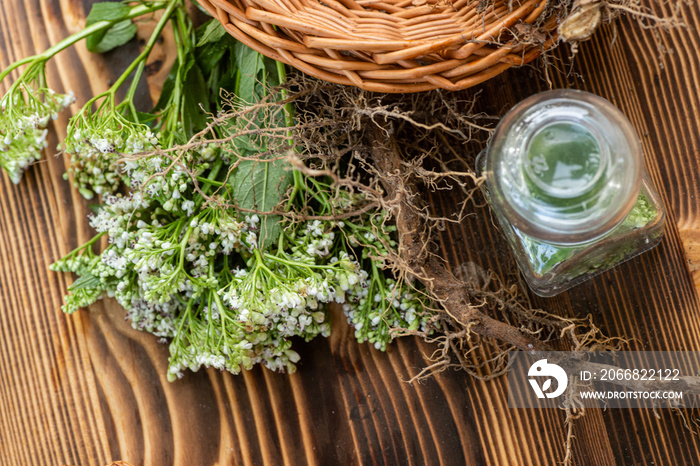 Dried rhizomes and roots of valerian medicinal. Transparent jar with fresh valeriana flowers. Ingredients for the preparation of herbal medicines.