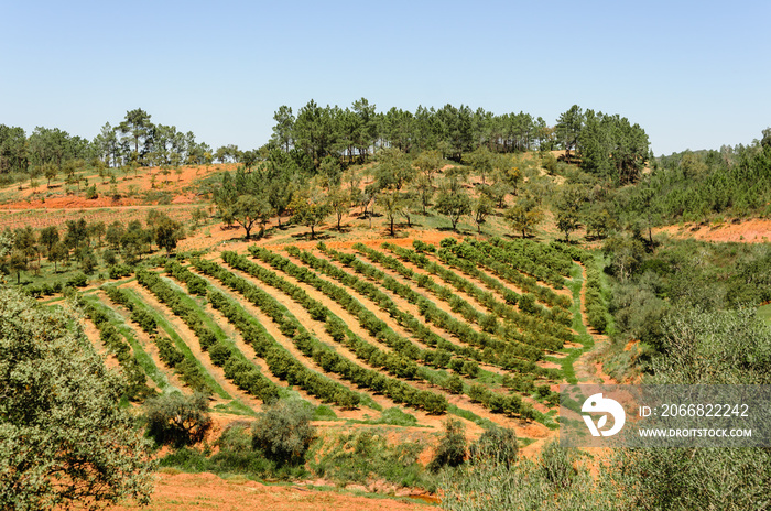 Rows of fruit trees in the Algarve, Portugal.