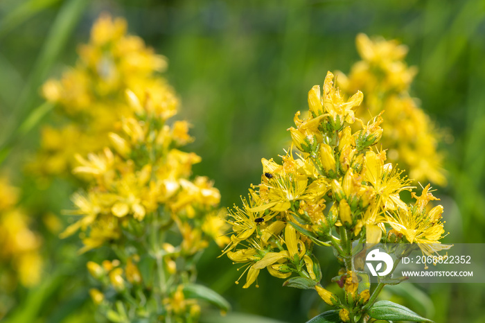 Close up of a Saint Johns wort (hypericum perforatum) plant in bloom