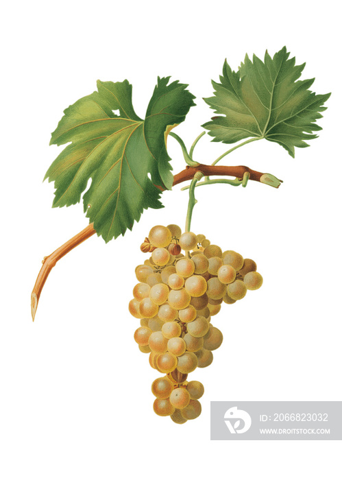 Botanical vintage Grape Vine (Vitis Vinifera Niciensis) by Giorgio Gallesio on a transparent background