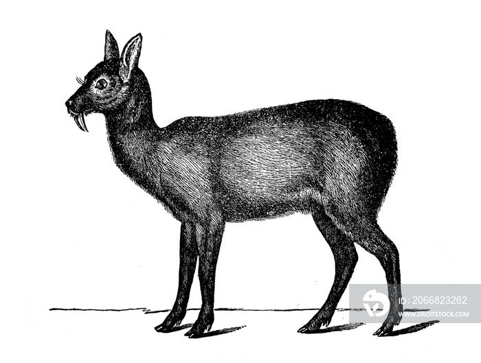 Musk deer in the old book Encyclopedic dictionary by A. Granat, vol. 6, S. Petersburg, 1894