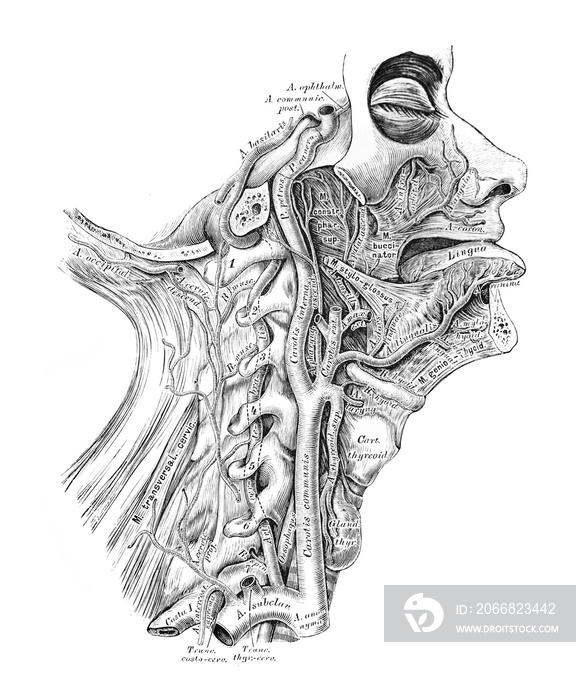 The illustration of the course and branching of the internal carotid artery and the vertebral artery in the old book die Anatomie des Menschen, by C. Heitzmann, 1875, Wien