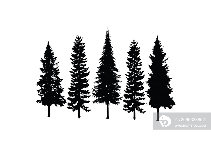 Set Collection Conifer Cedar Coniferous Cypress Pine Evergreen Fir Hemlock Spruce Larch Pinus tree forest illustration Logo design