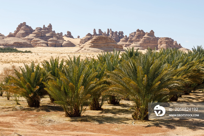 Landscape near Al Ula, Saudi Arabia with date palms