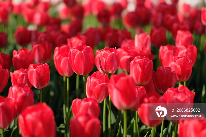 close up deep red tulips and green stems under sunshine and shadows. Blur background