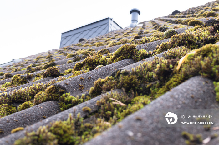 Roof tiles covered by moss