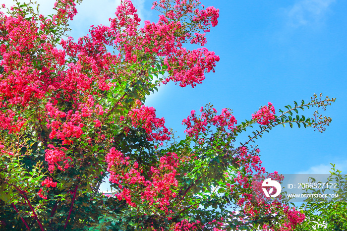 夏に咲くサルスベリの花（日本、東京）