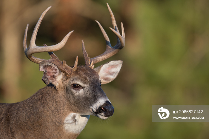 Large white-tailed deer buck in open meadow