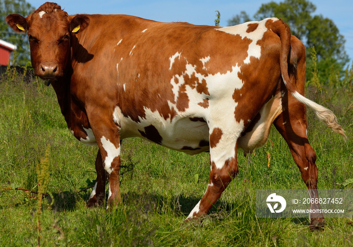 brown cow standing on summer meadow