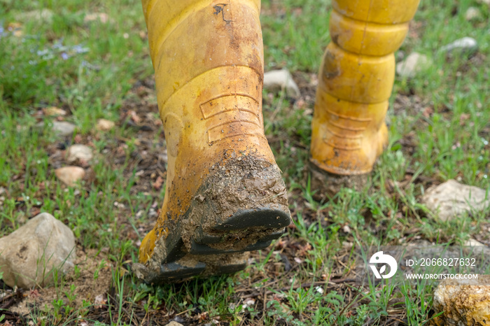 Close up of muddy yellow boots of farmer walking in nature after rain in spring.