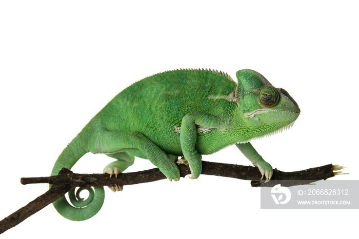 Cute green chameleon on branch against white background