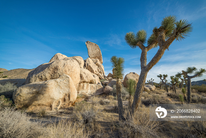 USA, California, San Bernadino County, Joshua Tree National Park. A Yucca brefivolia tree that gives the park its name.