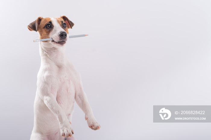 Dog Jack Russell Terrier holds a simple pencil in his mouth on a white background