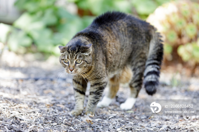 Threatened European Shorthair Cat Arching Back with Hair Standing Up