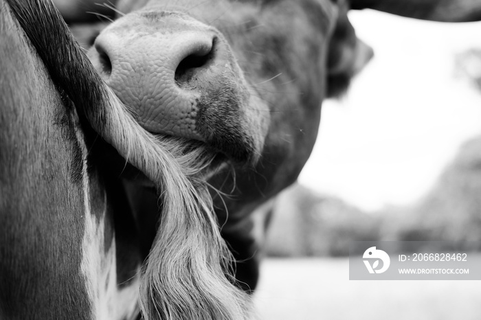 Funny cow close up chewing on tail in black and white.