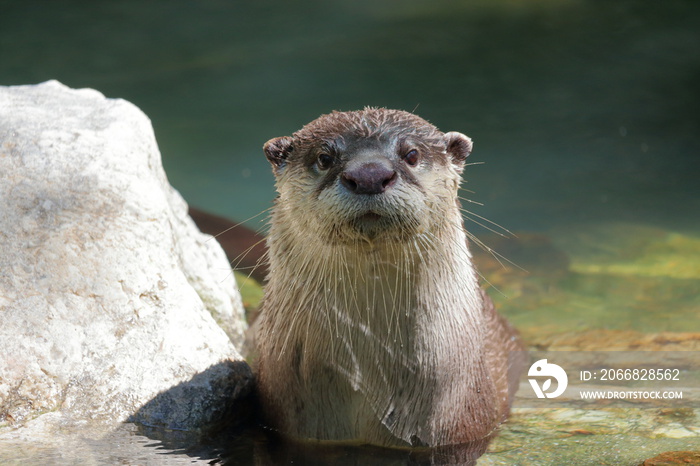 ツメナシカワウソ