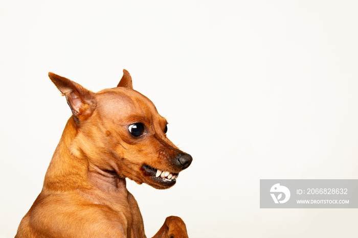 Angry dog on a white background. Animal aggression. The grin of a pet.