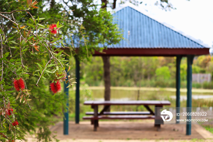 Australian bottlebrush tree in suburban wetlands with park bench and shelter in background