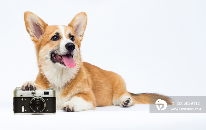 dog photographer, Welsh Corgi breed