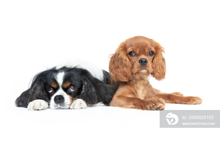 Two dogs isolated on white