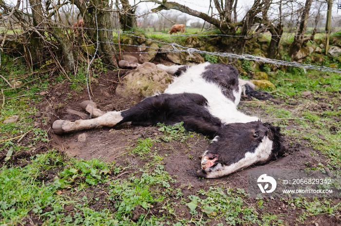 Newtownabbey, Northern Ireland, UK, 21/03/2012 - Dead and malnourished horses found in Newtownabbey