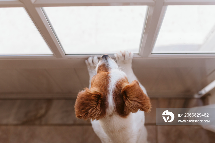 cute small dog standing on two legs and looking away by the window searching or waiting for his owner. Pets indoors