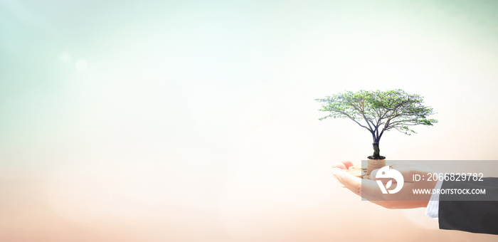 Invest fund concept: Businessman hand holding big tree and stack of coins over blurred autumn sunset background