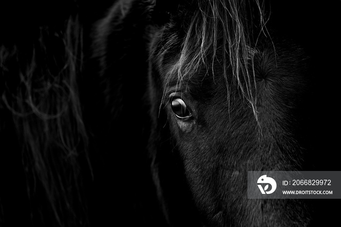 Fine art horse looking scared with a lot of expression