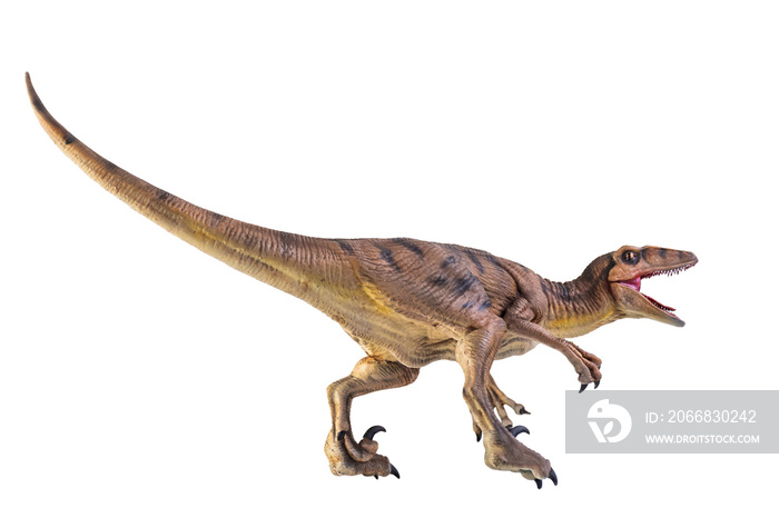 dinosaur , Velociraptor  isolated background