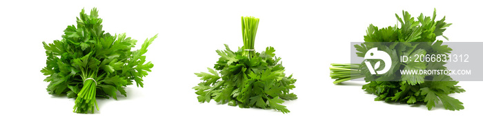 Collection of photo bunches of fresh greens, parsley isolated on white background.