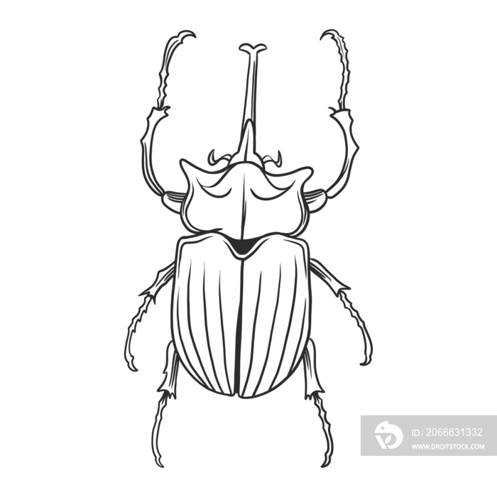 horned beetle Insects and bug illustration