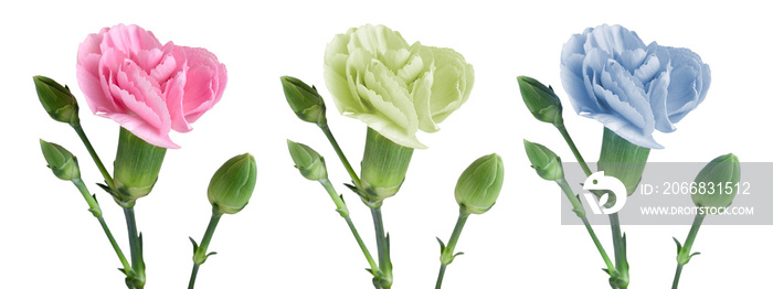 Cutout of pink, yellow-green and blue carnations