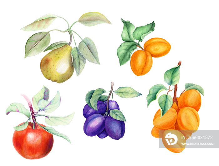Set of fruits: apricot, pear, apple and plum branches on a white background watercolor illustration