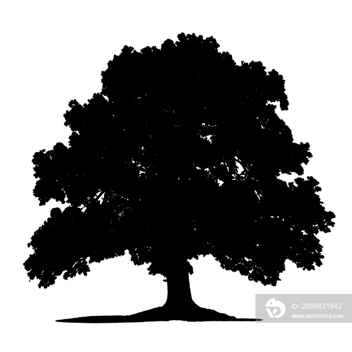 silhouette of tree