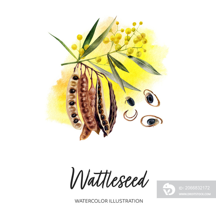 Wattleseeds watercolor illustration isolated on splash background