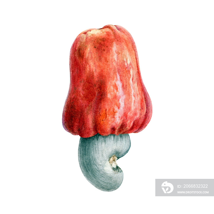 Cashew nut fruit watercolor illustration. Hand drawn realistic illustration of raw organic Anacardium occidentale. Cashew nut single element isolated on white background.