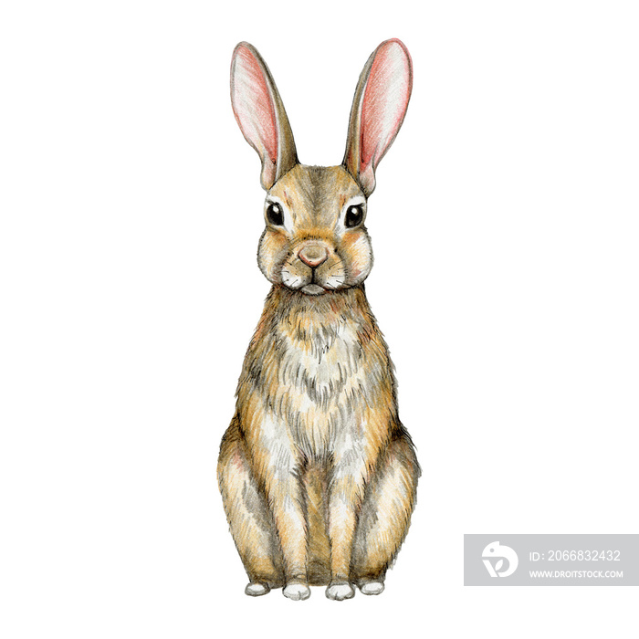 Cute little rabbit. Watercolor illustration. Hand drawn small bunny on white background. Wildlife forest and meadow animal. Nice rabbit with big ears element